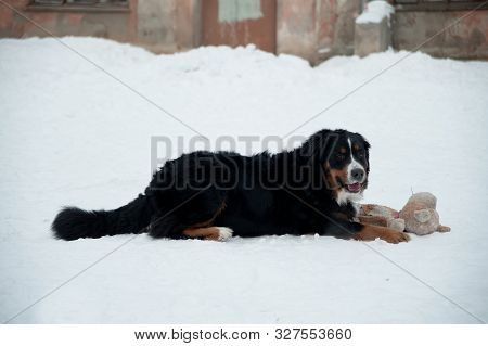 Young Bernese Mountain Dog Playing With A Toy In The Snow, Berner Sennenhund In The Snow