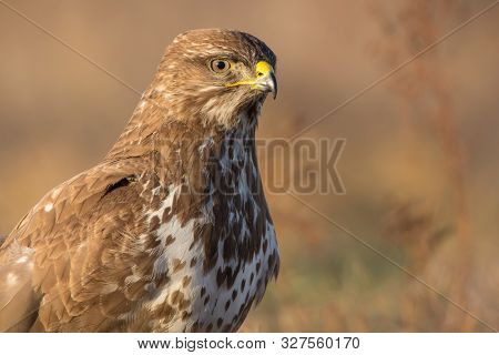 Common Buzzard (buteo Buteo)  Natural Habitat Close Up, Buzzard In The Grass On The Ground, Bird Of 