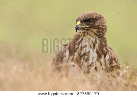 Common Buzzard (buteo Buteo)  Natural Habitat Close Up, Buzzard In The Grass On The Ground, Bird Of 