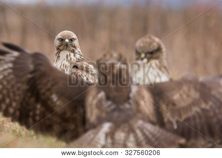 Common Buzzard (buteo Buteo)  Natural Habitat Close Up, Buzzard In The Grass On The Ground, Bird Of 