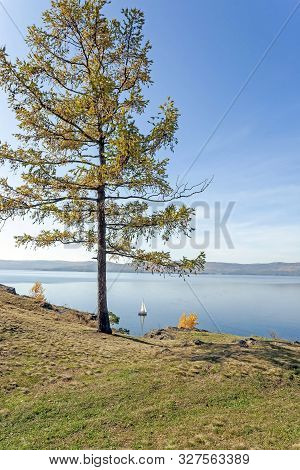 Lonely Larch Tree On The Rocky Shore Of Lake Turgoyak In The Southern Urals, The Lake Is Also Called