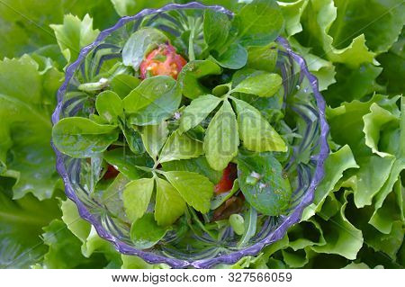 Fresh Green Salad With Jiaogulan In Salad