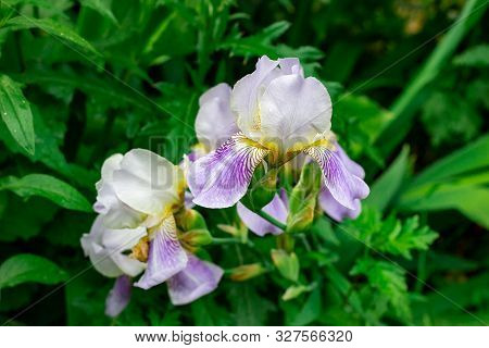 Bright Purple, White, Blue And Violet Blooming Iris Xiphium (bulbous Iris, Sibirica) On Green Leaves