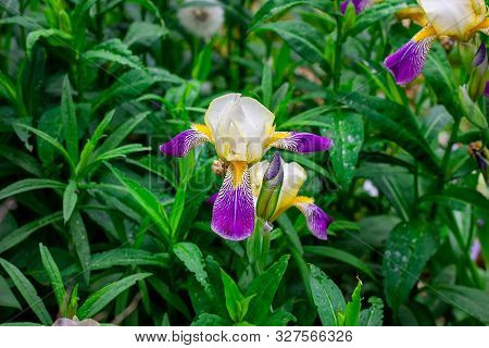 Bright Purple, White, Blue And Violet Blooming Iris Xiphium (bulbous Iris, Sibirica) On Green Leaves