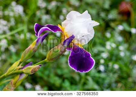 Bright Purple, White, Blue And Violet Blooming Iris Xiphium (bulbous Iris, Sibirica) On Green Leaves
