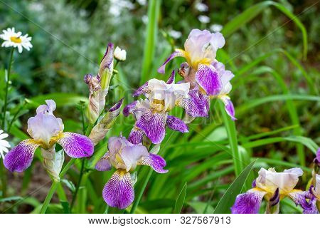 Bright Purple, White, Blue And Violet Blooming Iris Xiphium (bulbous Iris, Sibirica) On Green Leaves