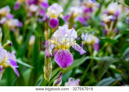 Bright Purple, White, Blue And Violet Blooming Iris Xiphium (bulbous Iris, Sibirica) On Green Leaves