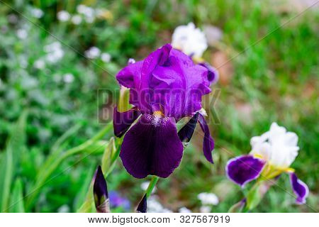 Bright Purple, White, Blue And Violet Blooming Iris Xiphium (bulbous Iris, Sibirica) On Green Leaves