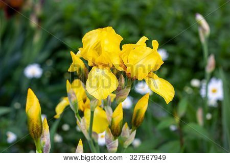 Light Yellow Blooming Irises Xiphium (bulbous Iris, Sibirica) On Green Leaves Ang Grass Background I