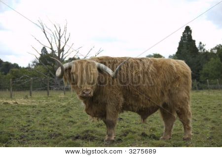 Highland Cattle