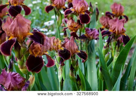 Dark Blooming Irises Xiphium (bulbous Iris, Sibirica) On Green Leaves Ang Grass Background In The Ga
