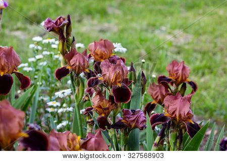 Dark Blooming Irises Xiphium (bulbous Iris, Sibirica) On Green Leaves Ang Grass Background In The Ga