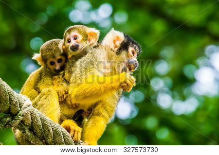 Common Squirrel Monkey With Twin Infants On Her Back, Tropical Primate Specie From The Amazon Basin 