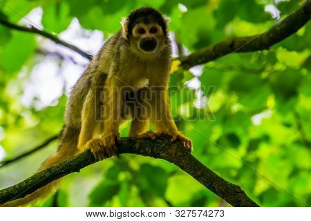 Beautiful Portrait Of A Common Squirrel Monkey Standing On A Tree Branch, Tropical Primate Specie Fr