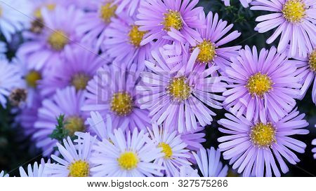 Astra Virgin Or New Belgian (symphyotrichum Novi-belgii) Beautiful Autumn Flower Bed