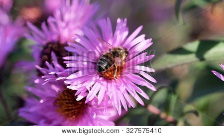 Astra Virgin Or New Belgian (symphyotrichum Novi-belgii) Beautiful Autumn Flower Bed