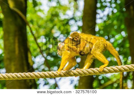 Common Squirrel Monkey Walking Over A Rope With A Baby On Her Back, Small Primate Specie From The Am