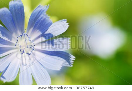 Floral achtergrond