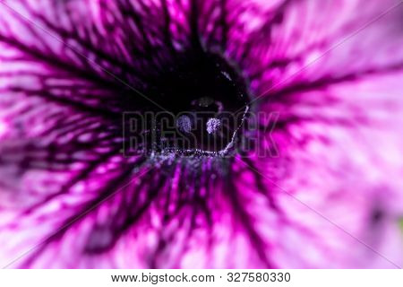 Macro Photograph Of The Stamen Of A Purple Plant