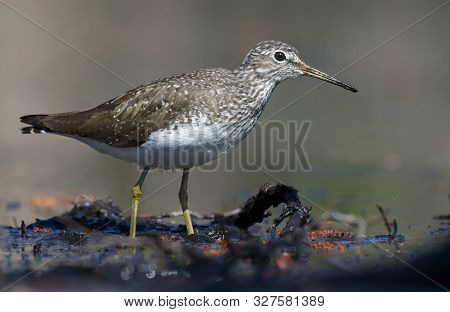 Bright Sunny Green Sandpiper Goes In Mud Water Shore In The Forest