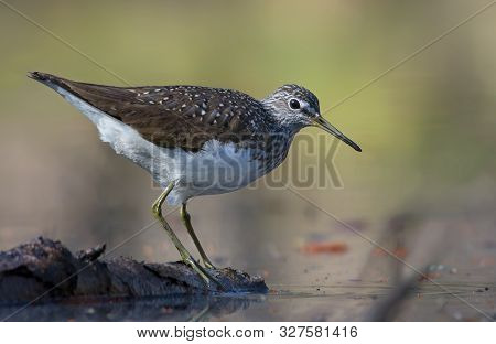 Green Sandpiper Stands On Wooden Barrel In Water Pond