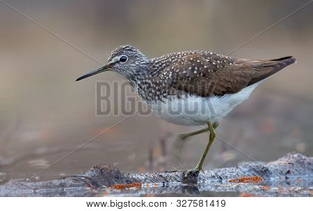 Green Sandpiper Stands On Floating On Water Tree Trunk With Lifted Leg