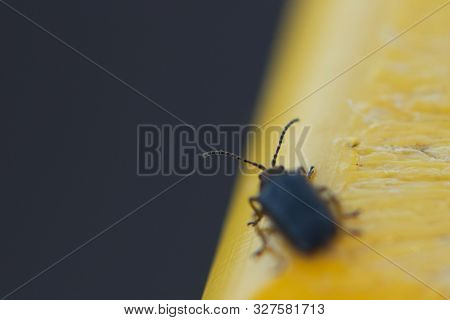 Blue Beetle In Motion