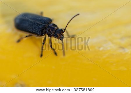 Blue Beetle In Motion