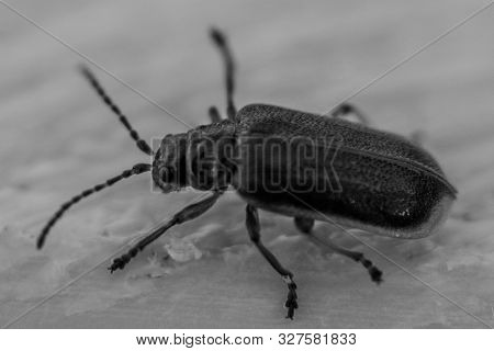 Blue Beetle In Motion