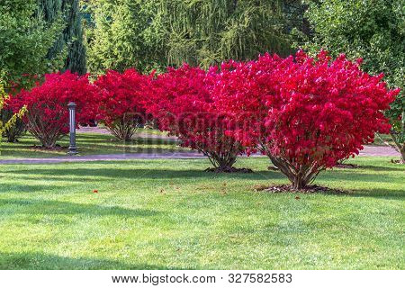 A Fragment Of The Autumn Park . Winged Euonymus Compactus Is A Perennial Shrub That Impresses With I