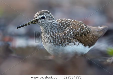 Green Sandpiper Close Posing For A Portrait On Forest Ground