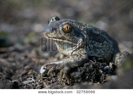 Maça Toad ayaklı