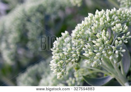 Lot Of Blooming Hylotelephium Telephium White Flowers With Green Leaves And Stems