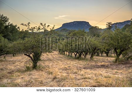 Ecological Apple Orchard At Sunset In Cevennes National Park, Southern France