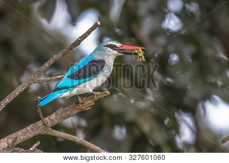 Woodland Kingfisher (halcyon Senegalensis) Perched In Tree With Insect In Beak