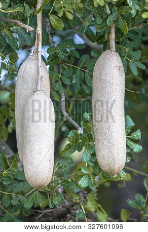 Fruit Of Sausage Tree (kigelia Africana) In Kruger National Park, South Africa