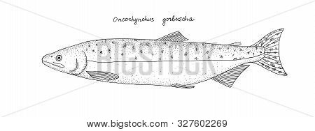 Pink Salmon (oncorhynchus Gorbuscha). Pacific Anadromous Fish. Black And White Hand Drawing Realisti