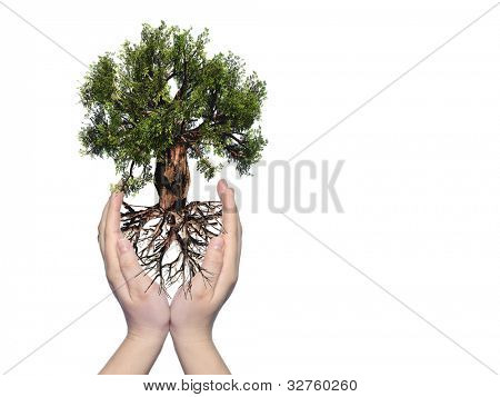 แนวคิดหรือแนวคิด baobab เครื่องมือสีเขียวต้นไม้ มีรากขึ้นในมือ และป้องกัน โดยสาวผม