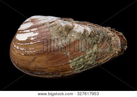 Anodonta Anatina Empty Shell. A Clam Shell Living In The Lakes Of Central Europe.