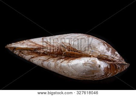 Anodonta Anatina Empty Shell. A Clam Shell Living In The Lakes Of Central Europe.