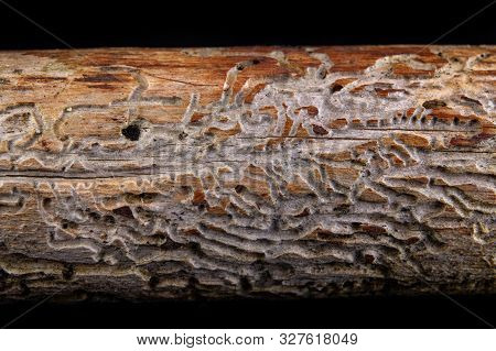 Small Tunnels Of Bark Beetles In The Dry Branch Of A Pine Tree. Destroyed Branch By Forest Pests.