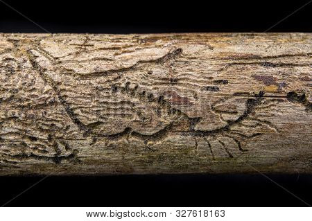 Small Tunnels Of Bark Beetles In The Dry Branch Of A Pine Tree. Destroyed Branch By Forest Pests.