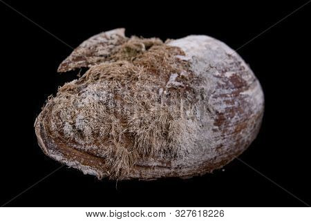 Anodonta Anatina Empty Shell. A Clam Shell Living In The Lakes Of Central Europe.