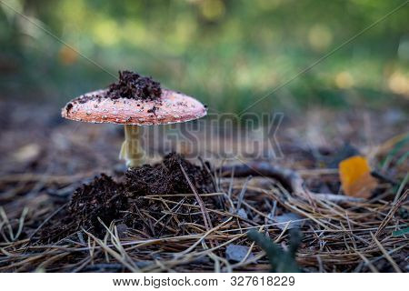 A Poisonous Mushroom Growing In A Pine Forest. Fruiting Body Of The Mushroom In The Forest Thickets.