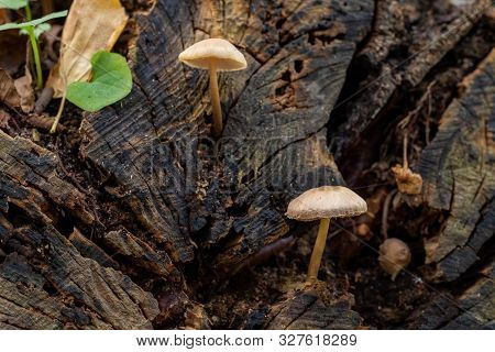 A Poisonous Fungus Growing On An Old Tree Trunk. Small Mushrooms In A Pine Forest.