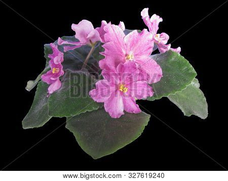 Uzambar Violet Plant Blooms, Pink Semi-double, Closeup, Isolated On Black Background