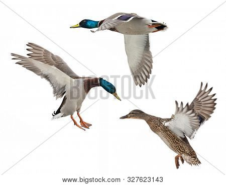 flying mallard ducks isolated on white background