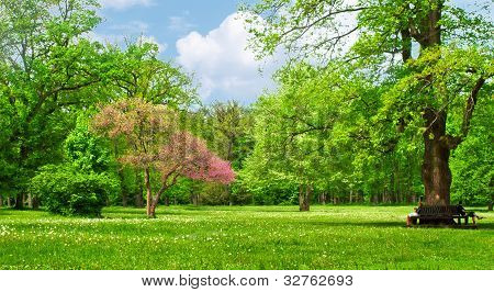 Beautiful park garden in spring