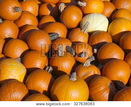 Orange Pumpkin Vegetable Halloween Thanksgiving Agrigulture Market
