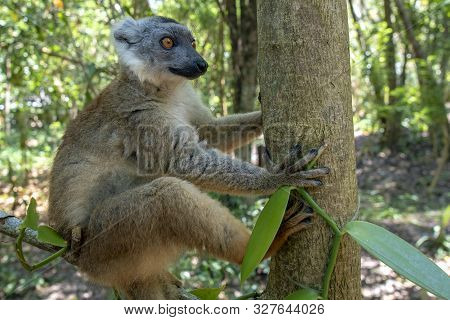 Red Fronted Brown Lemur ( Eulemur Rufifrons ). Madagascar, Close Up
